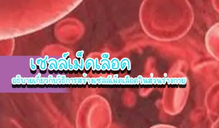 เซลล์เม็ดเลือด อธิบายเกี่ยวกับวิธีการสร้างเซลล์เม็ดเลือดในส่วนร่างกาย